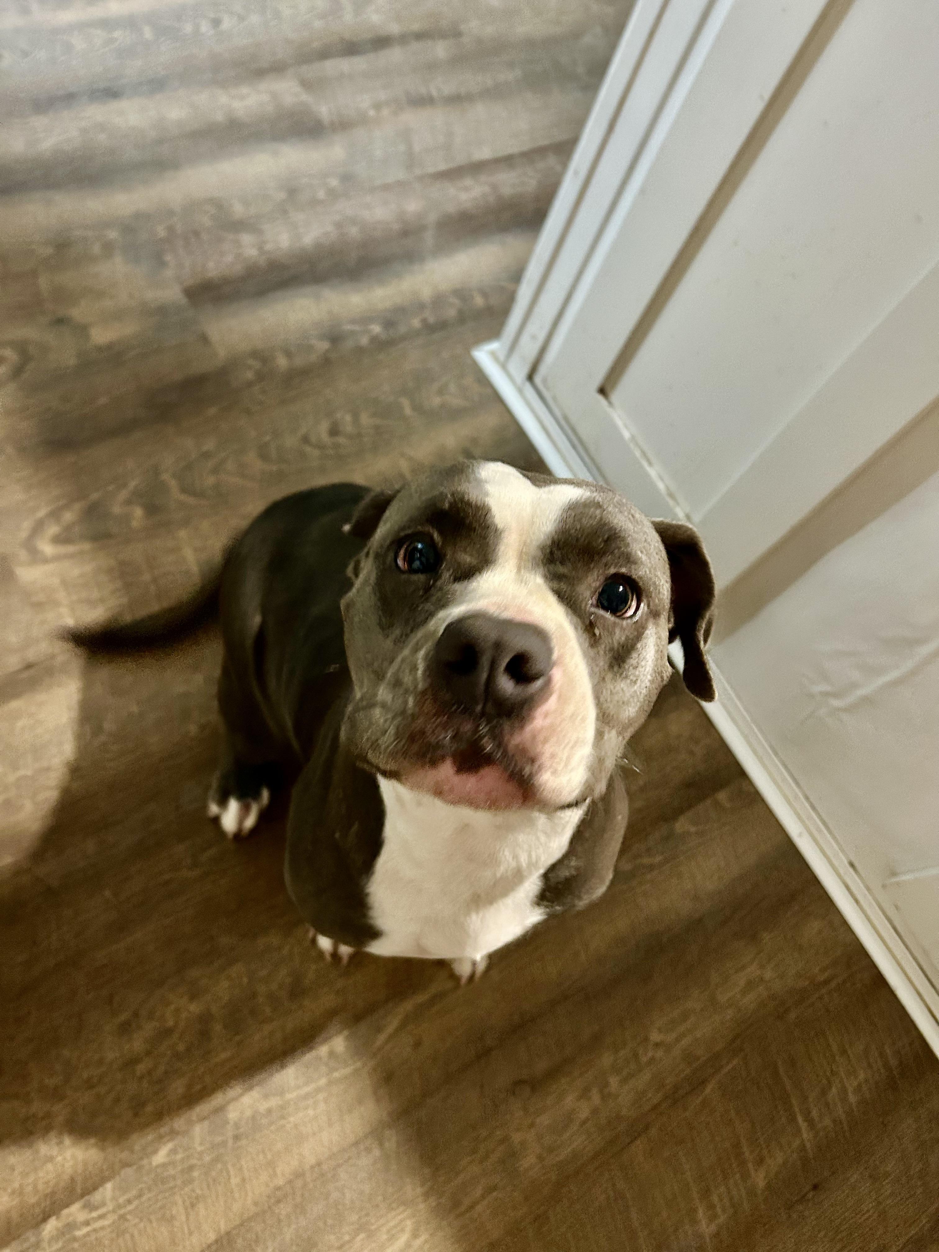 Enlarge MACI, a Adoptable American Staffordshire Terrier in conroe, TX image 5/6