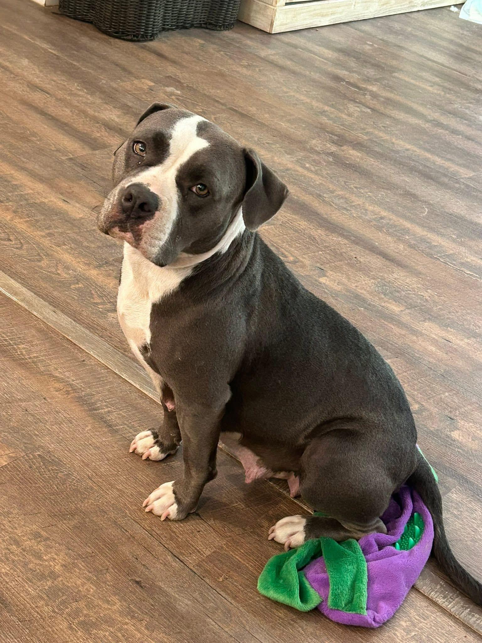 MACI, Adoptable, Young Female American Staffordshire Terrier.