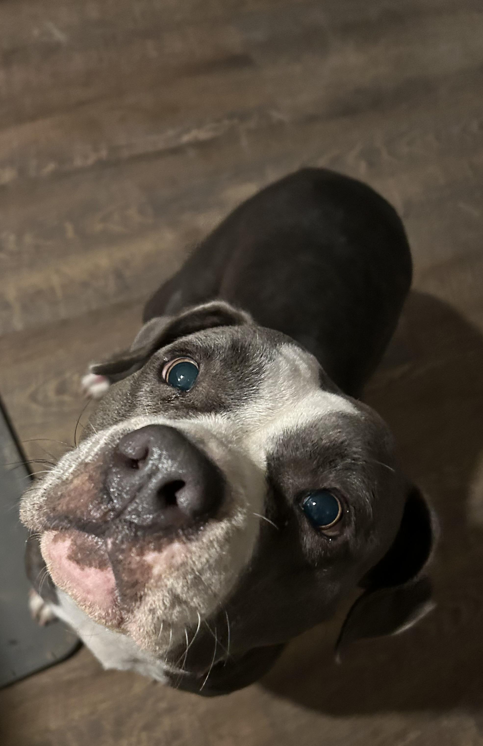 Enlarge MACI, a Adoptable American Staffordshire Terrier in conroe, TX image 6/6