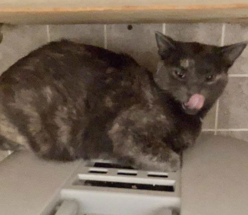 Annabella thumbnail 3