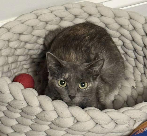 Annabella thumbnail 4