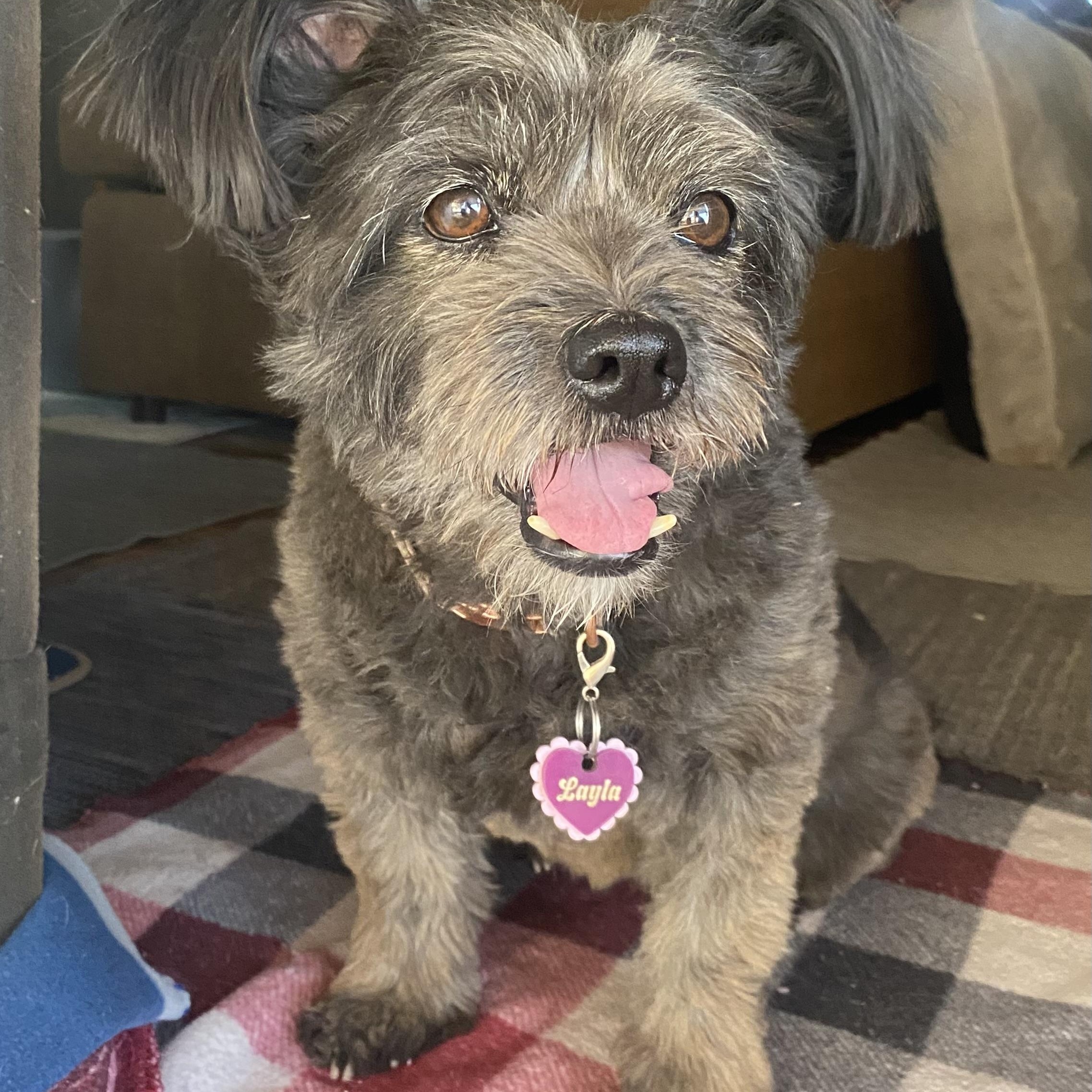 Layla, an adoptable mixed breed in Edgewood, NM image 6/6
