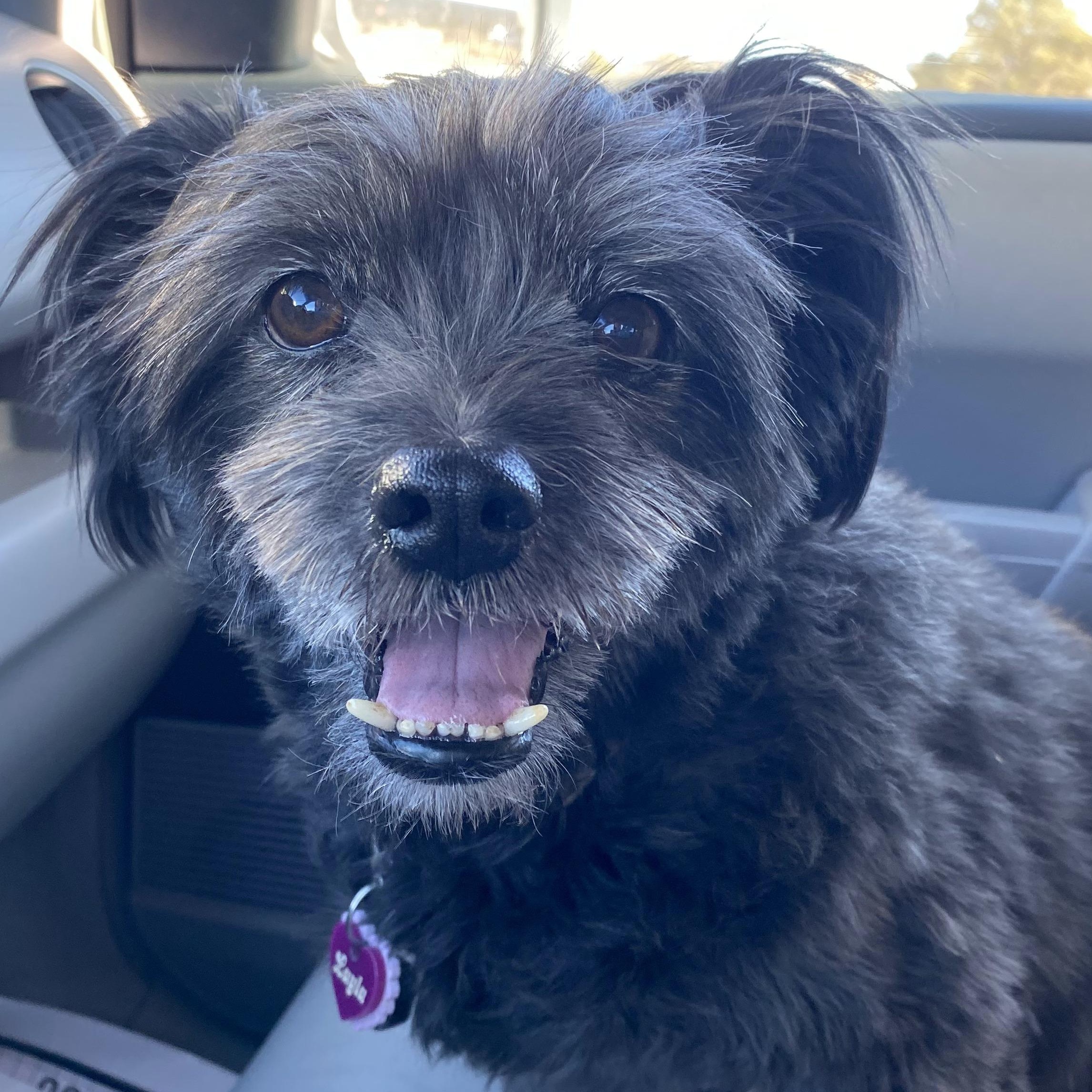 Layla, adoptable, Adult Female Terrier & Shih Tzu.