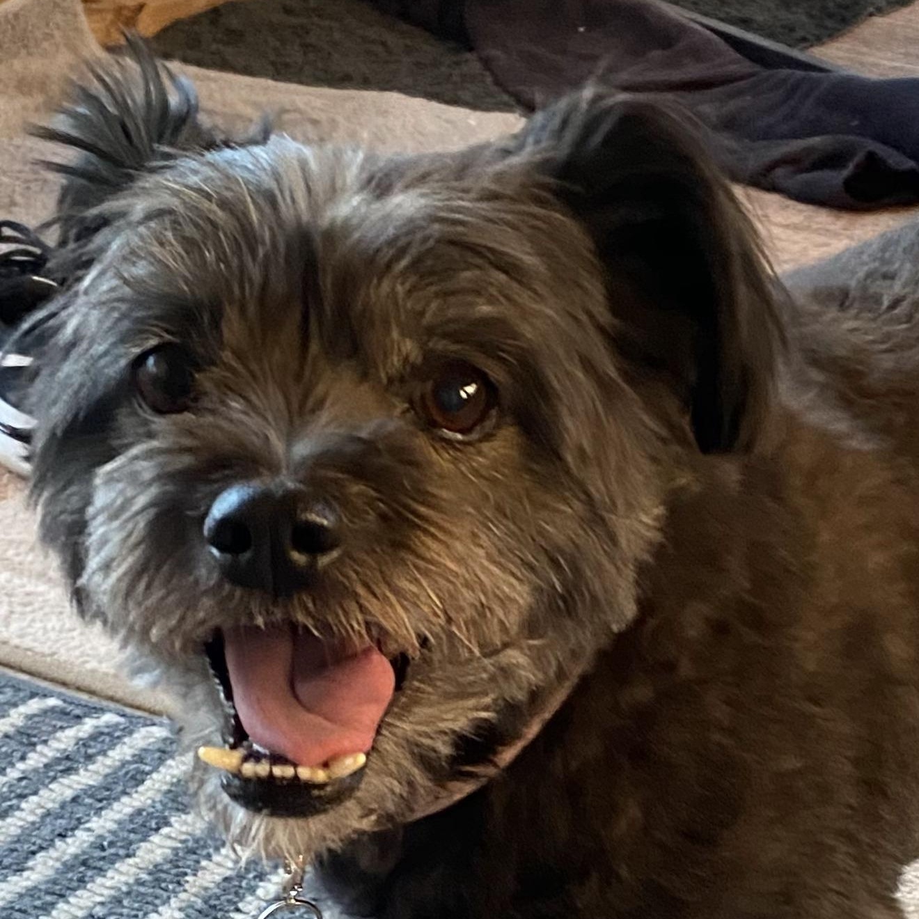 Layla, adoptable, Adult Female Terrier & Shih Tzu.