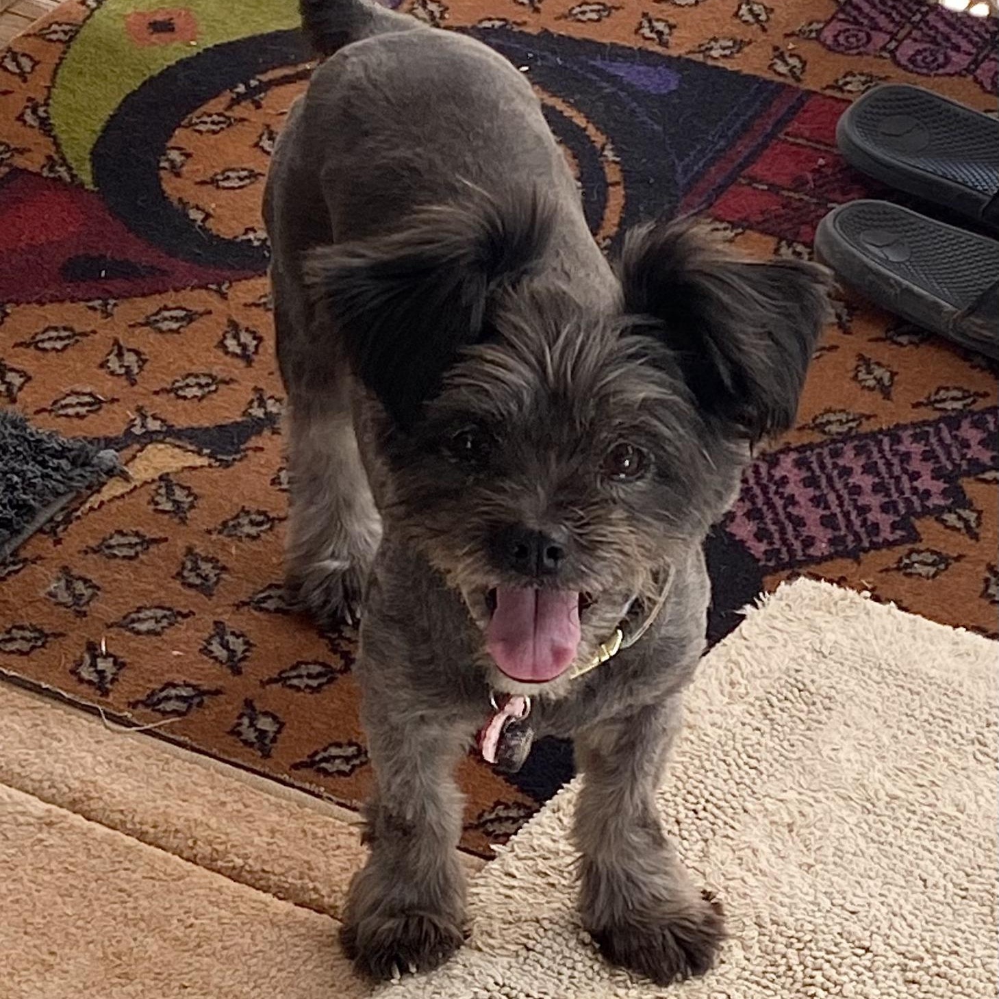 Layla, Adoptable, Adult Female Terrier & Shih Tzu.