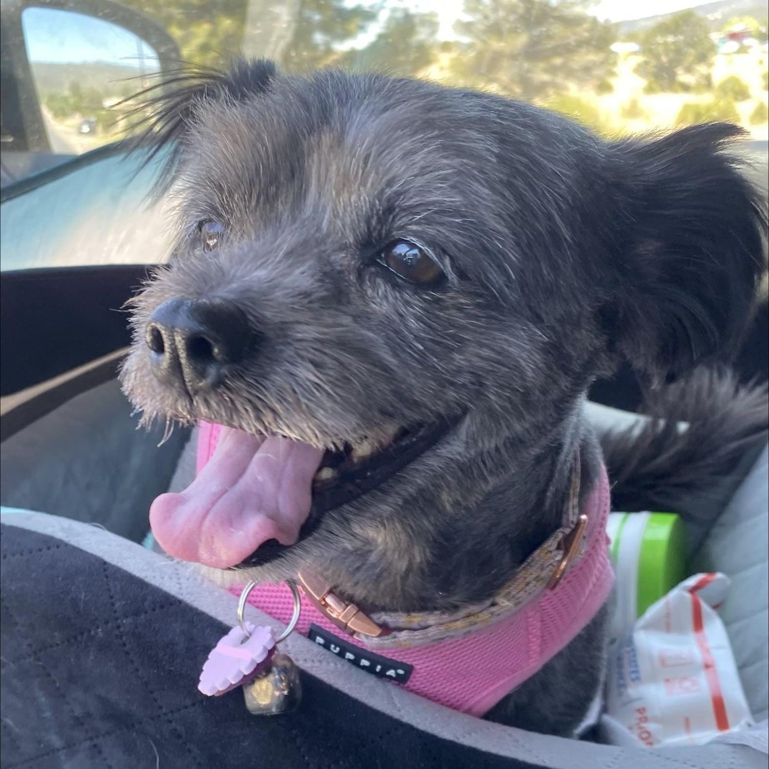 Layla, an adoptable mixed breed in Edgewood, NM image 1/6