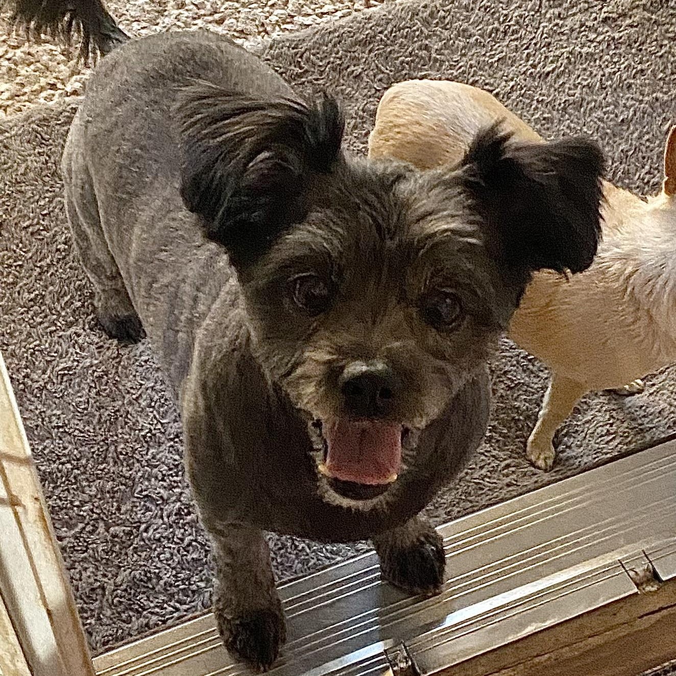 Layla, an adoptable mixed breed in Edgewood, NM image 2/6