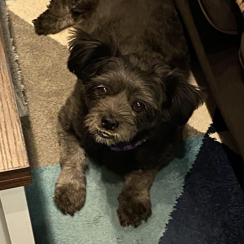 Layla, an adoptable mixed breed in Edgewood, NM image 6/6