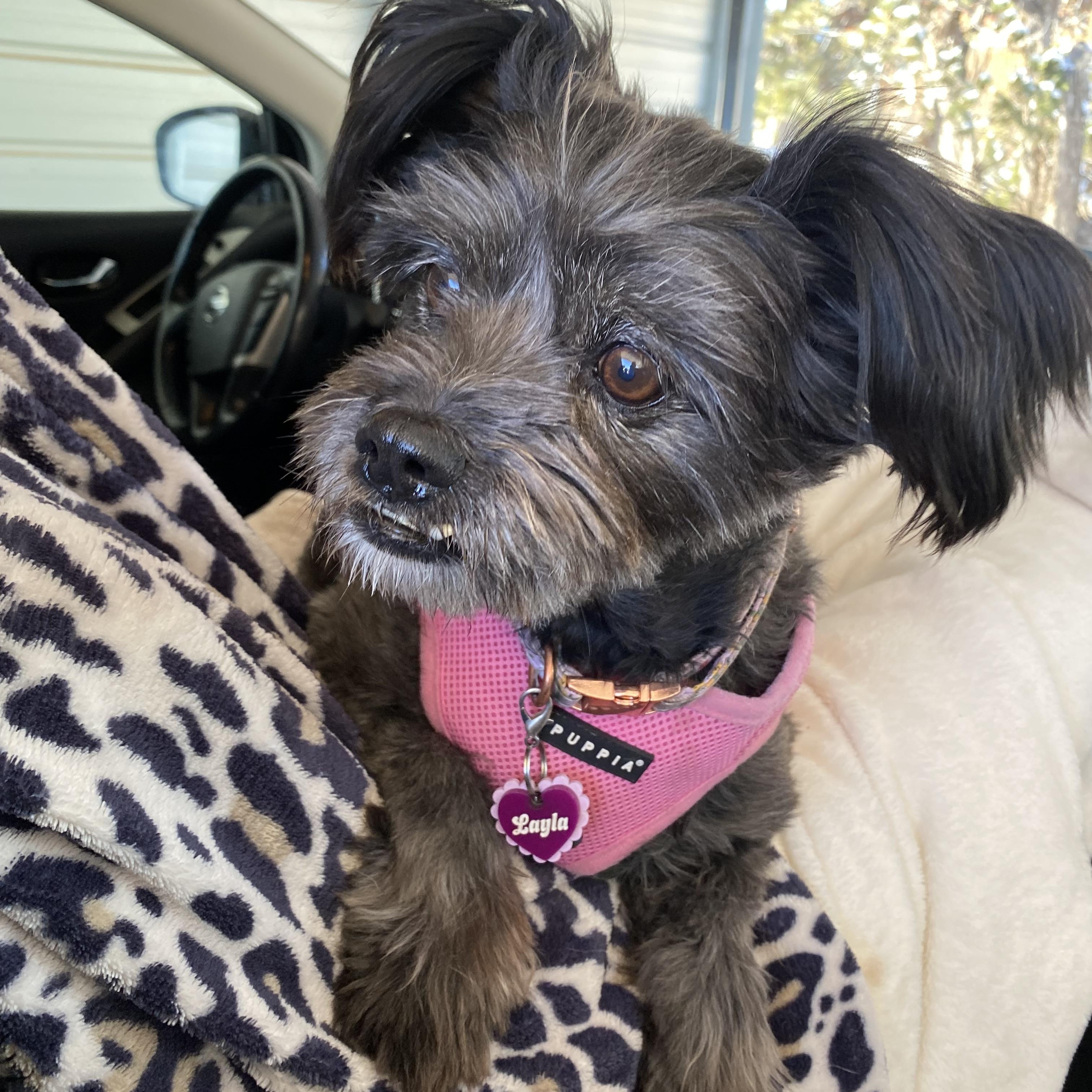 Layla, an adoptable mixed breed in Edgewood, NM image 3/6