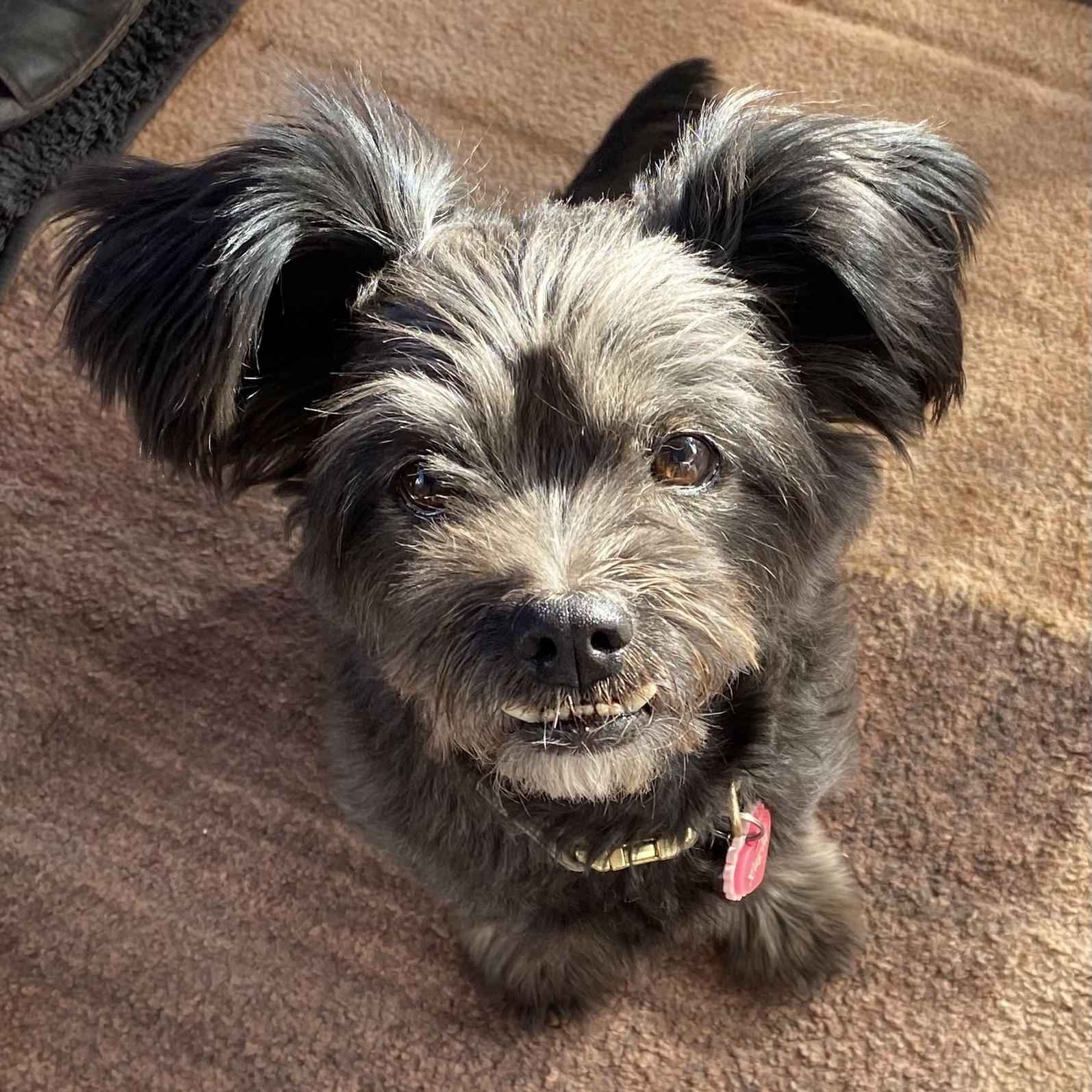 Enlarge Layla, a Adoptable mixed breed in Edgewood, NM image 3/6