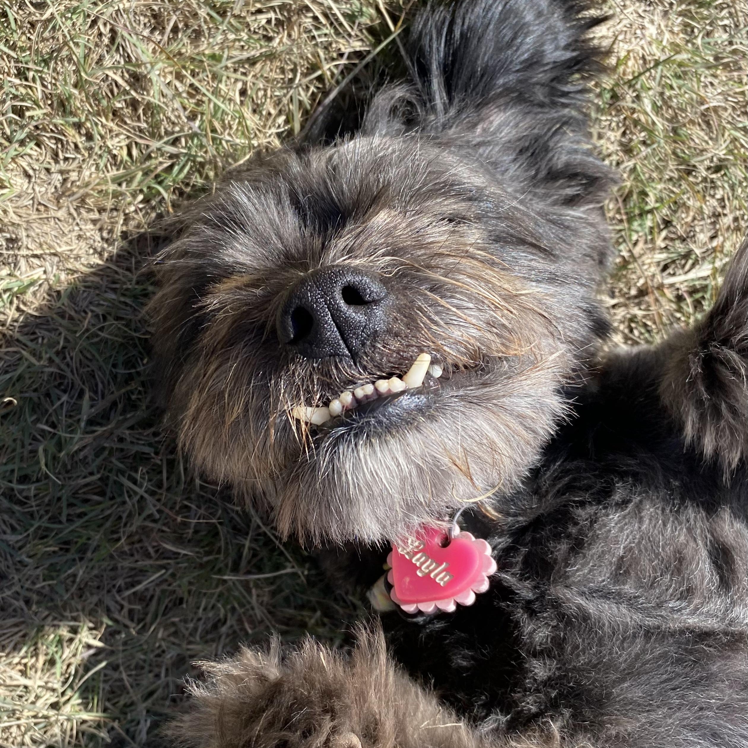 Enlarge Layla, a Adoptable mixed breed in Edgewood, NM image 5/6