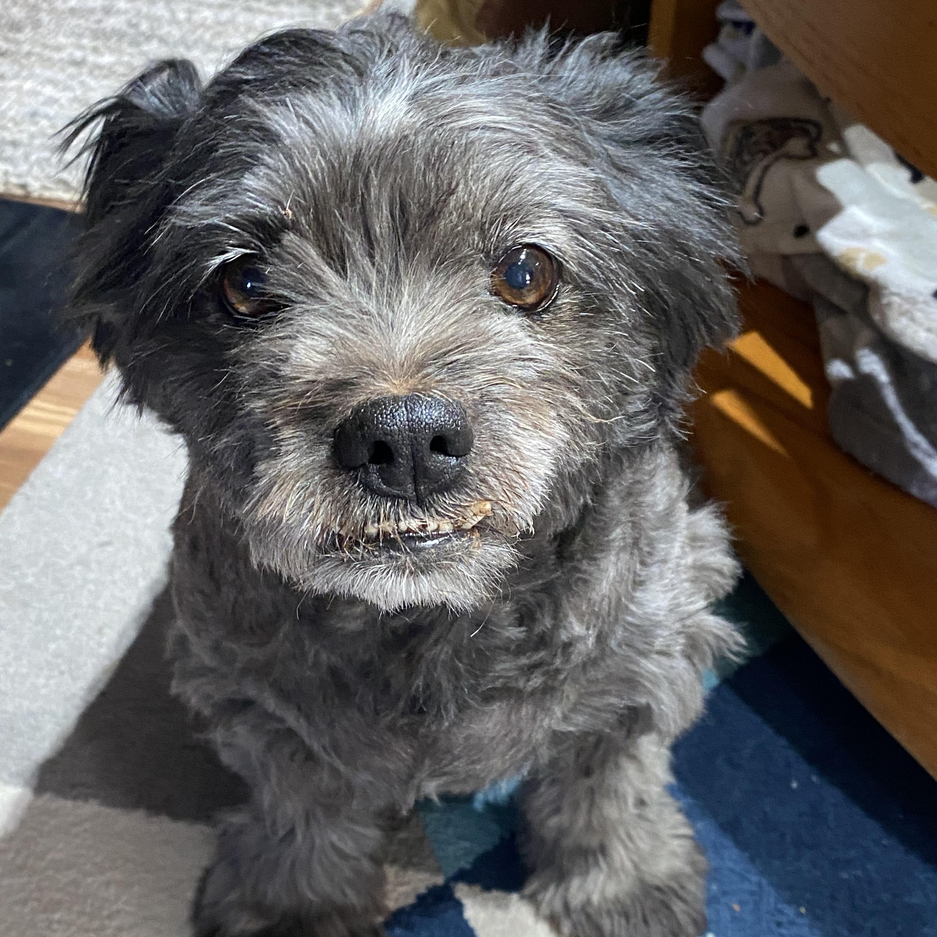 Layla, an adoptable mixed breed in Edgewood, NM image 5/6