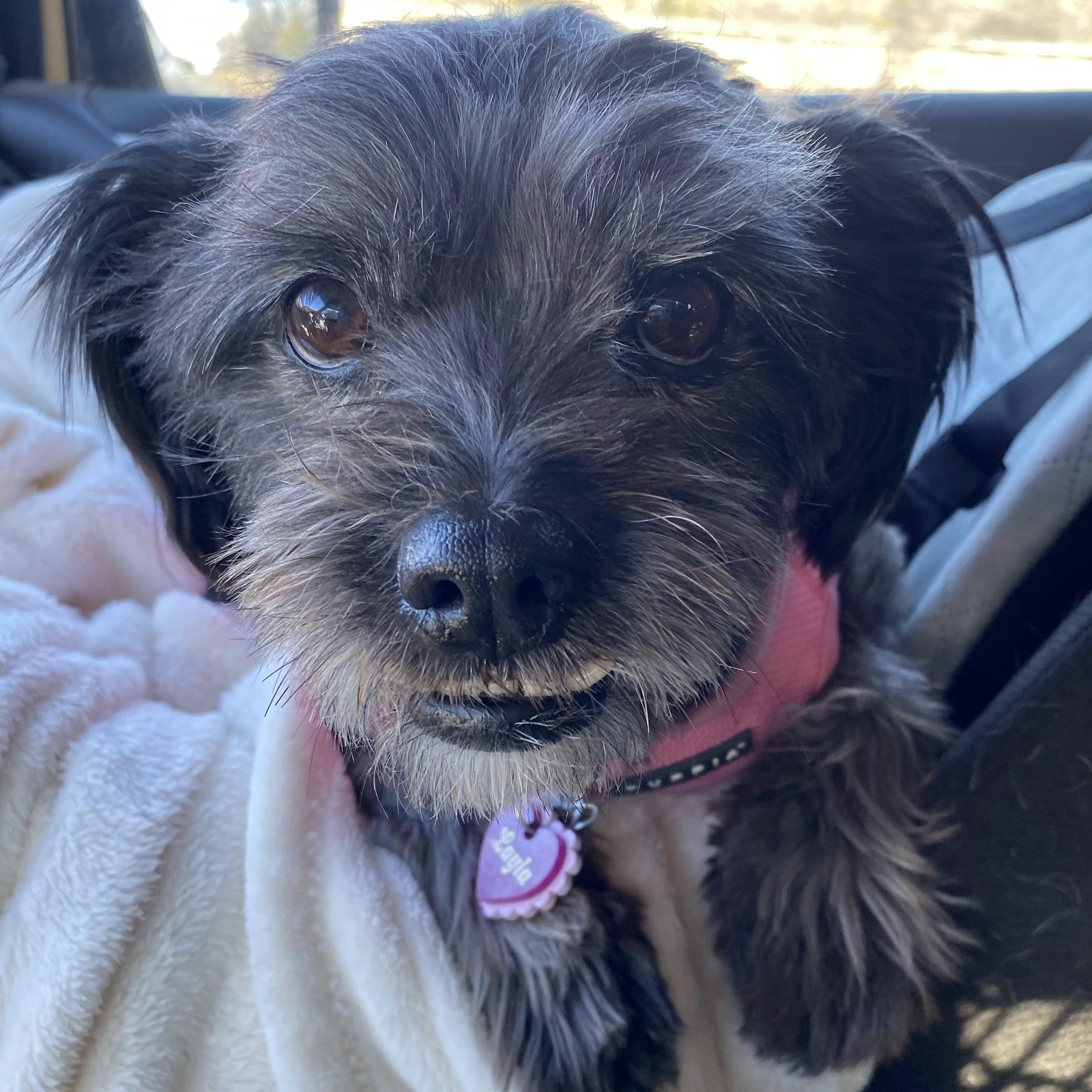 Layla, adoptable, Adult Female Terrier & Shih Tzu.