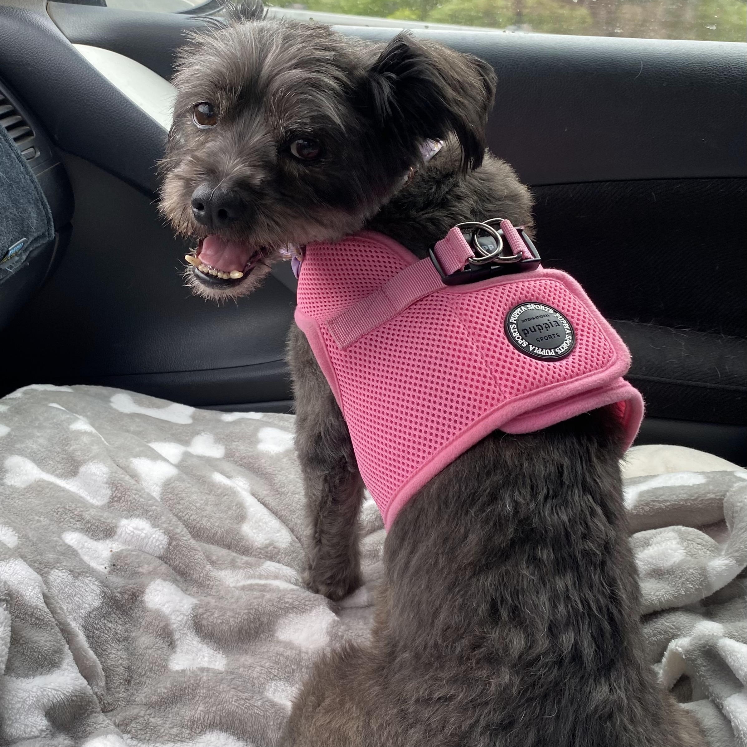 Enlarge Layla, a Adoptable mixed breed in Edgewood, NM image 2/6