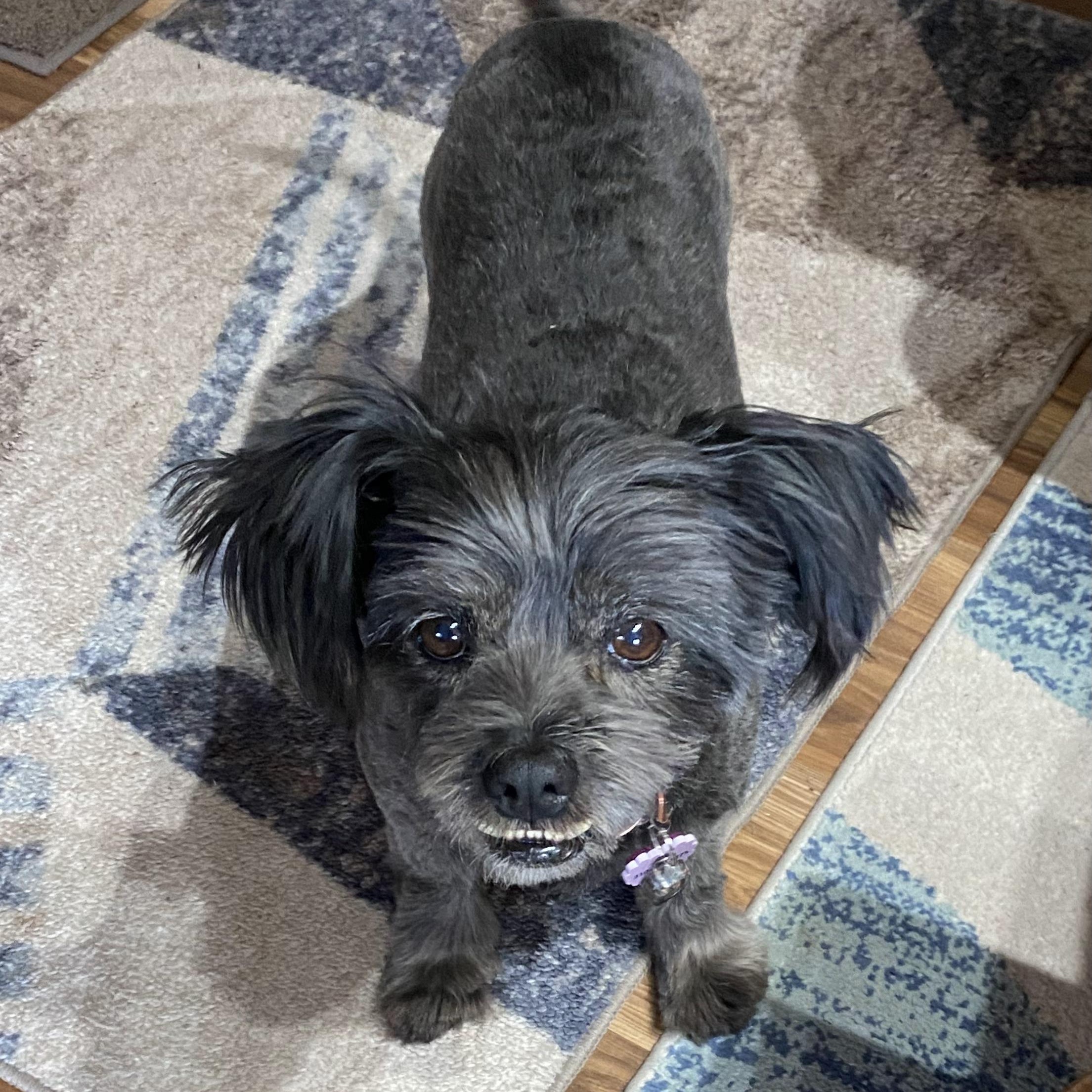 Enlarge Layla, an adoptable mixed breed in Edgewood, NM image 2/6