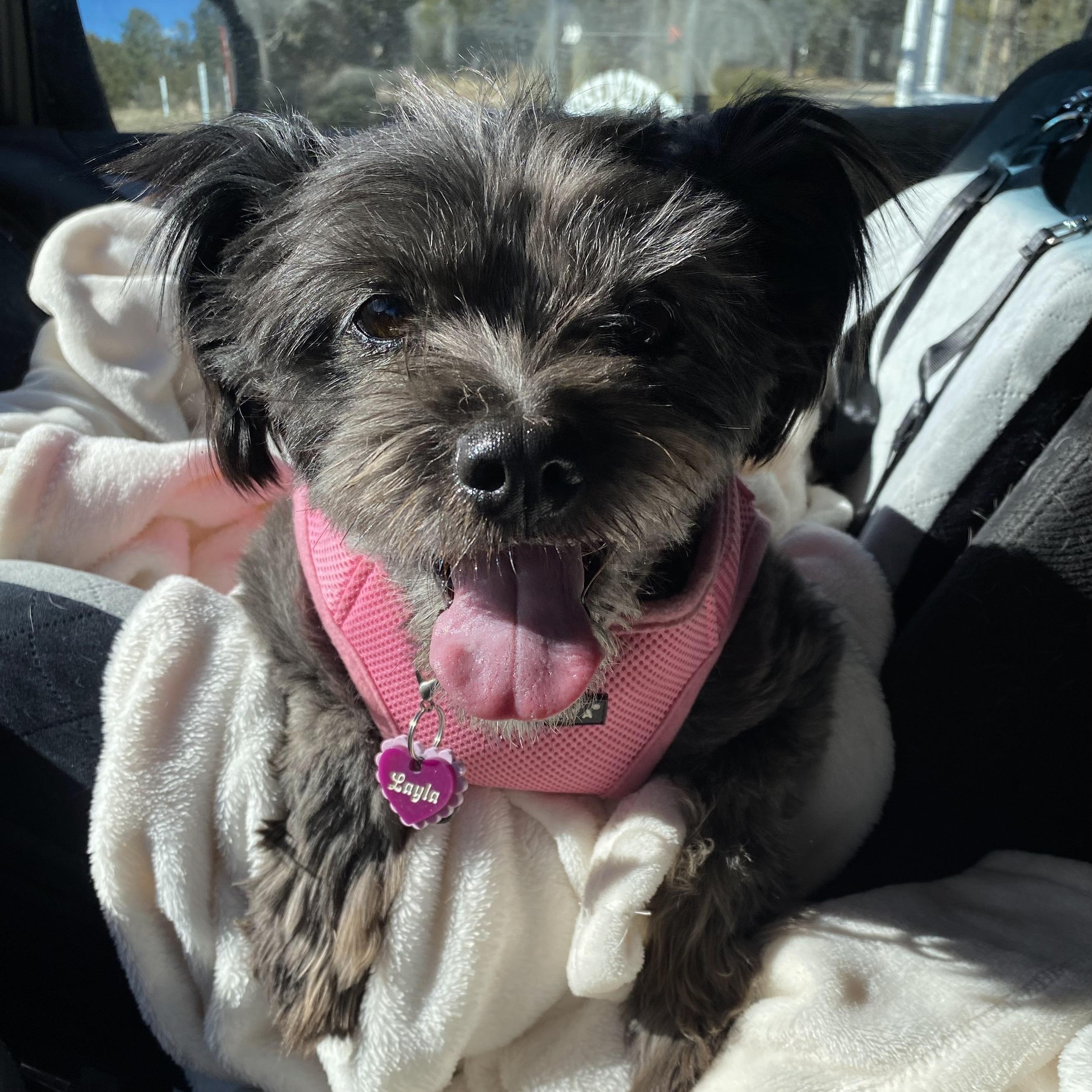 Enlarge Layla, an adoptable mixed breed in Edgewood, NM image 6/6