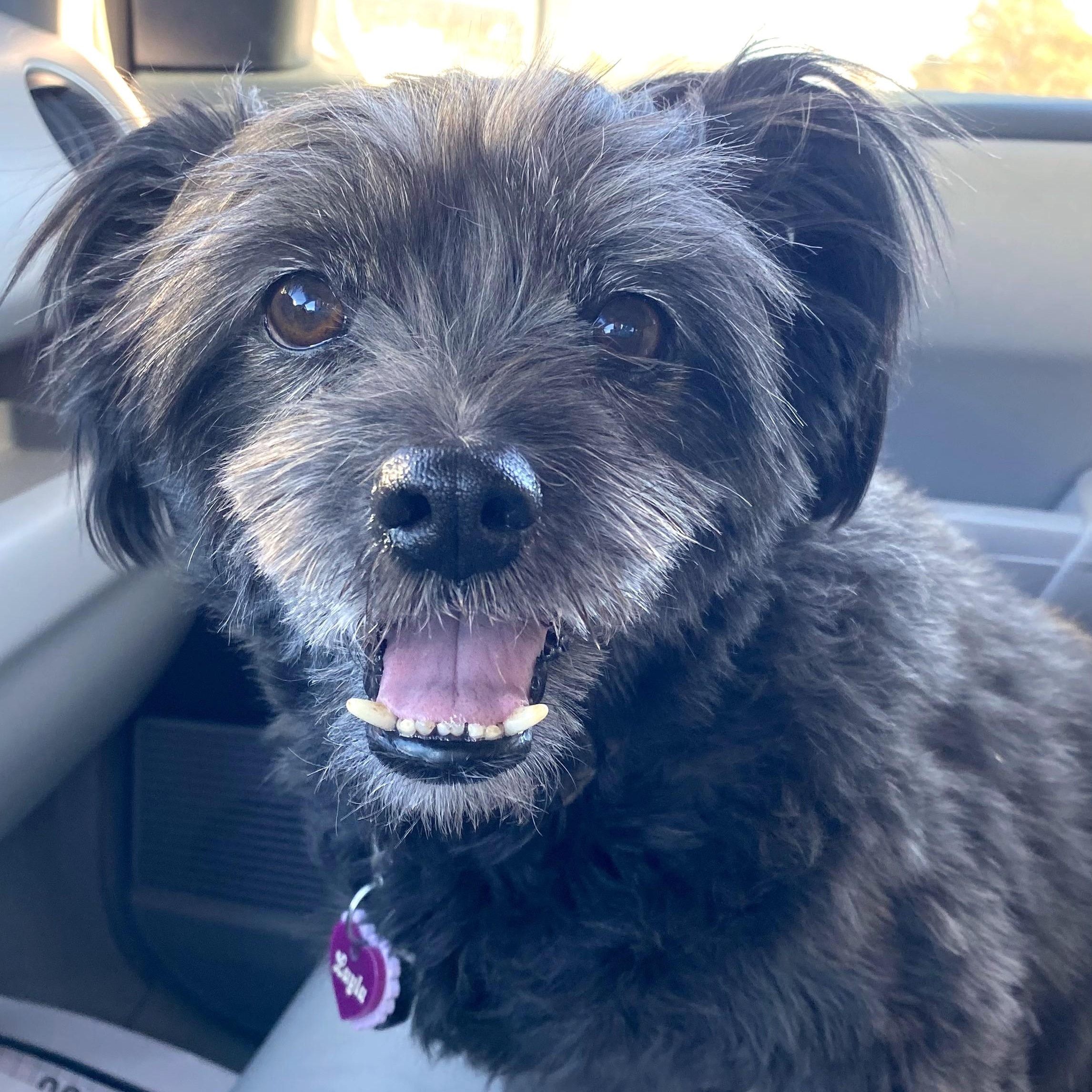 Layla, adoptable, Adult Female Terrier & Shih Tzu.