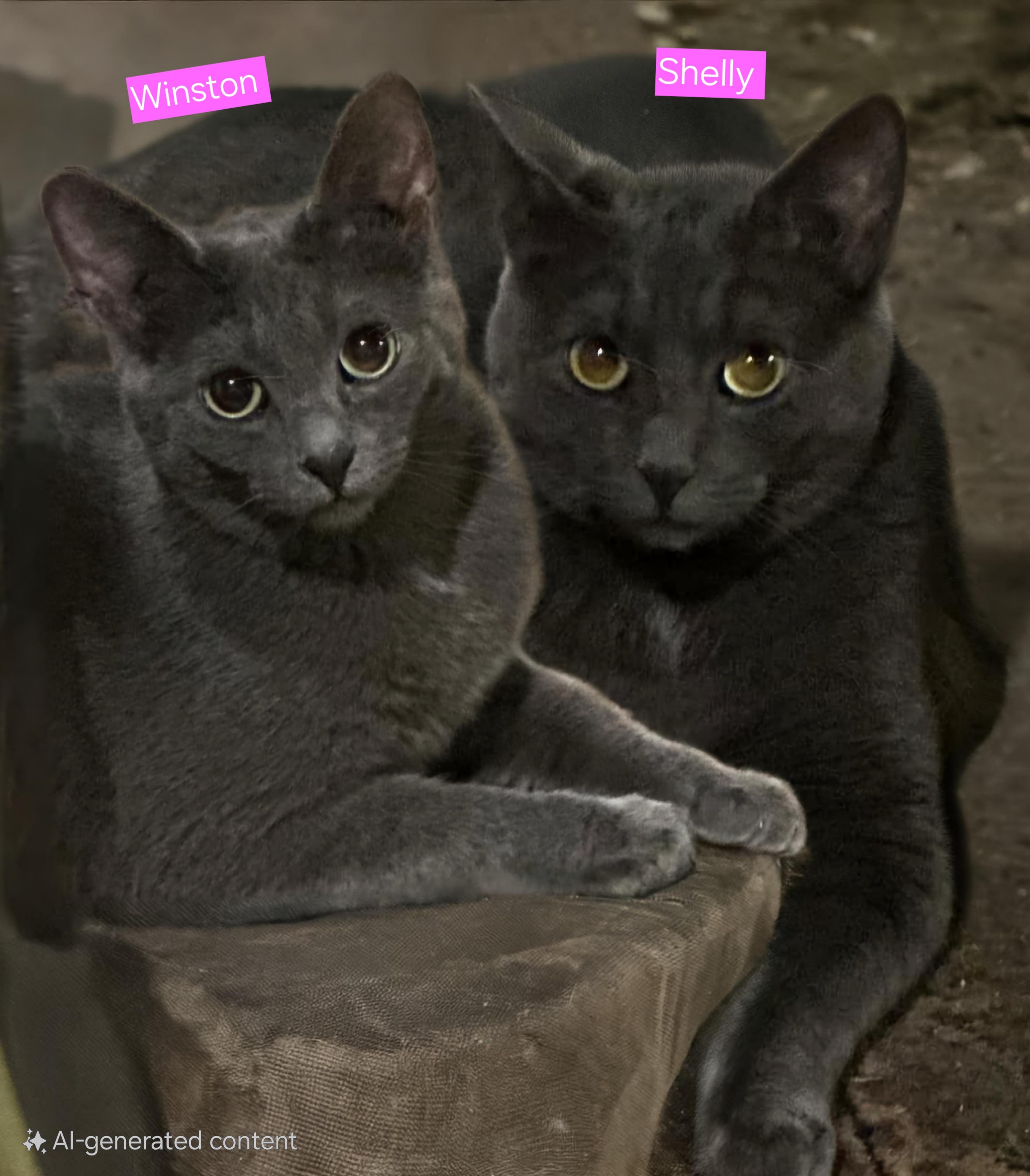 SHELLY and Winston Bonded Pair, Young Female unknown