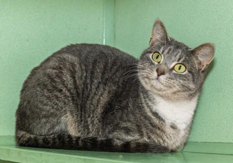DILLPICKLE, Adoptable, Young Female Domestic Short Hair.