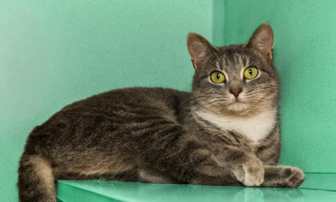 DILLPICKLE, Adoptable, Young Female Domestic Short Hair.
