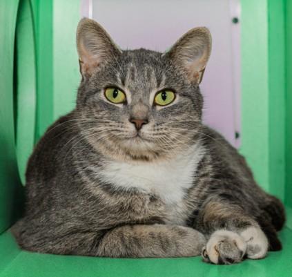 DILLPICKLE, Adoptable, Young Female Domestic Short Hair.