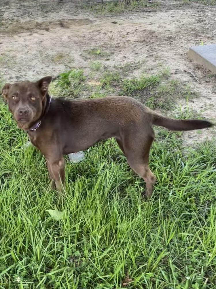 Hazel, Adoptable, Adult Female Labrador Retriever.