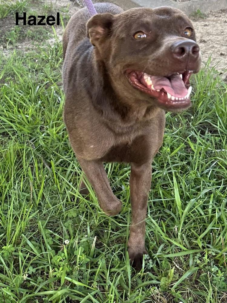 Hazel, a Adoptable mixed breed in Boston, MA image 2/5