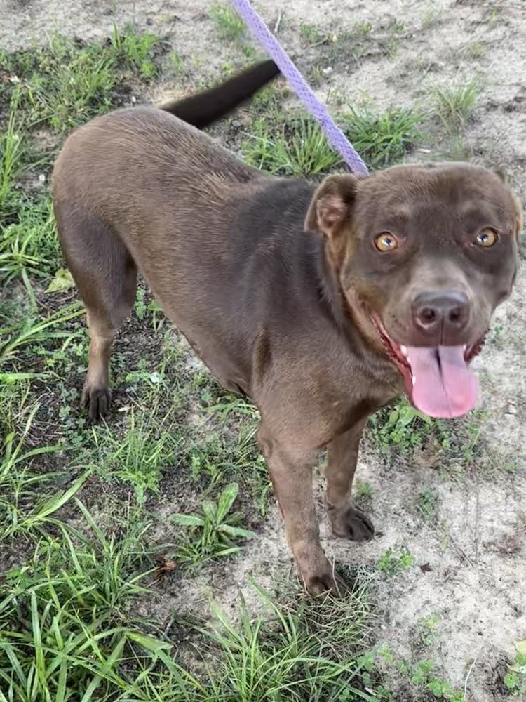 Hazel, a Adoptable mixed breed in Boston, MA image 4/5