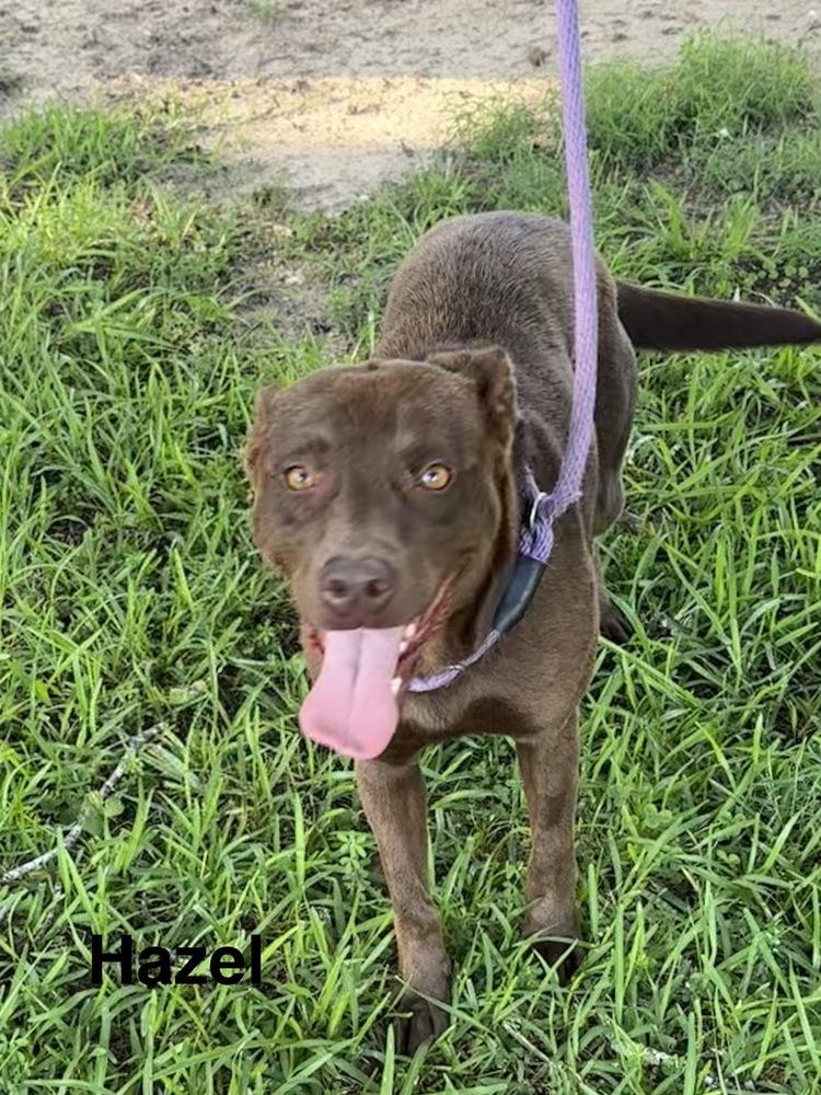 Hazel, a Adoptable mixed breed in Boston, MA image 5/5