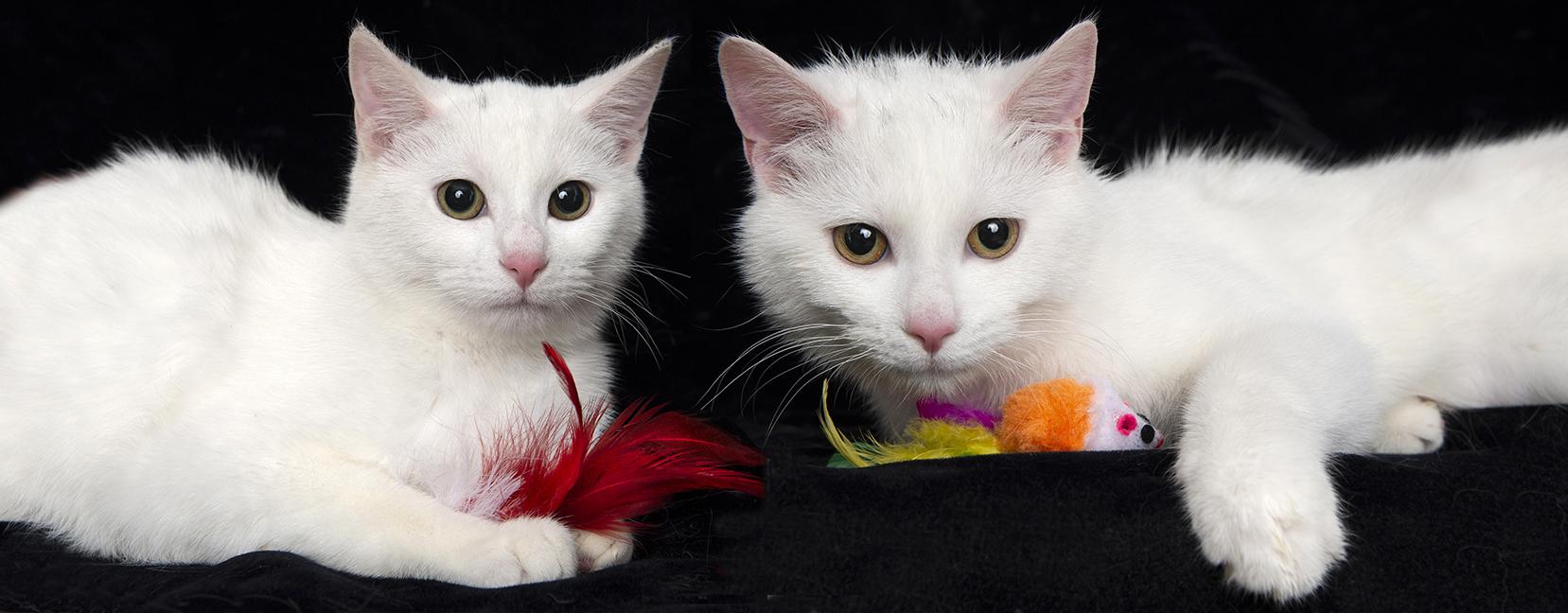 Enlarge Ariel and Marie, a ADOPTABLE Domestic Short Hair in Chicago, IL image 1/6