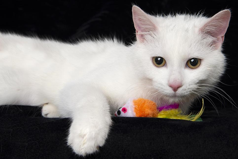 Enlarge Ariel and Marie, a ADOPTABLE Domestic Short Hair in Chicago, IL image 2/6