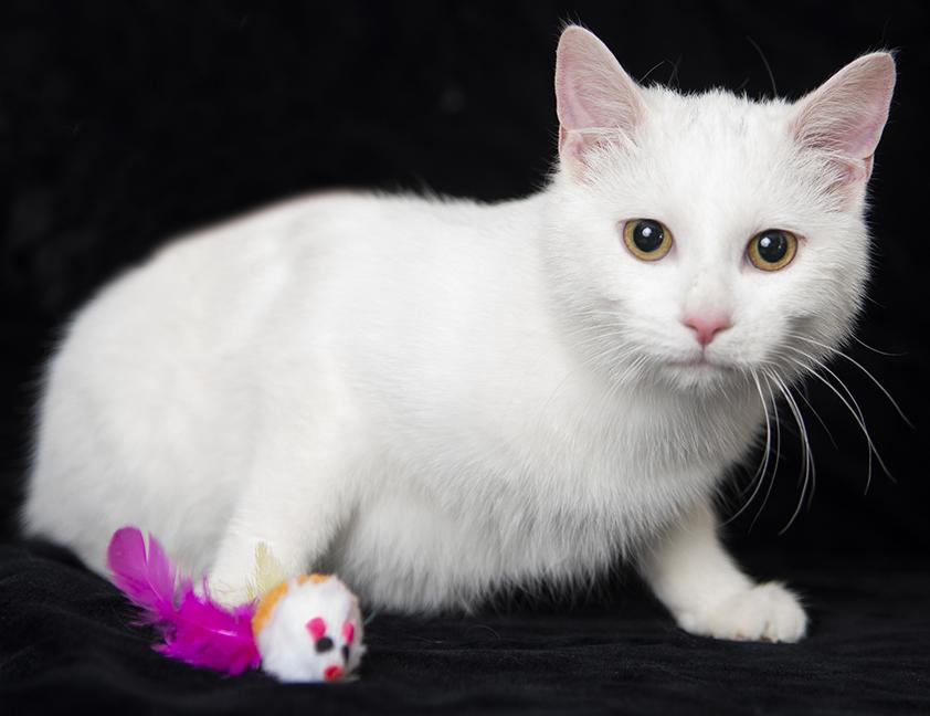 Enlarge Ariel and Marie, a ADOPTABLE Domestic Short Hair in Chicago, IL image 4/6