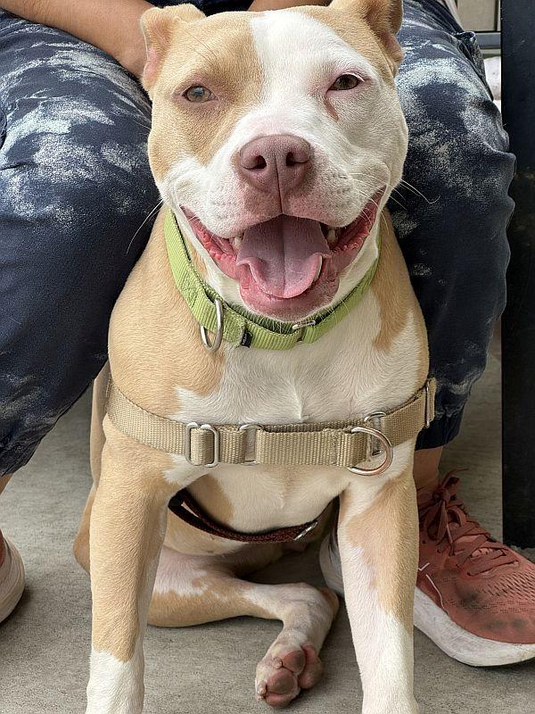 Bella, Baby Female Pit Bull Terrier