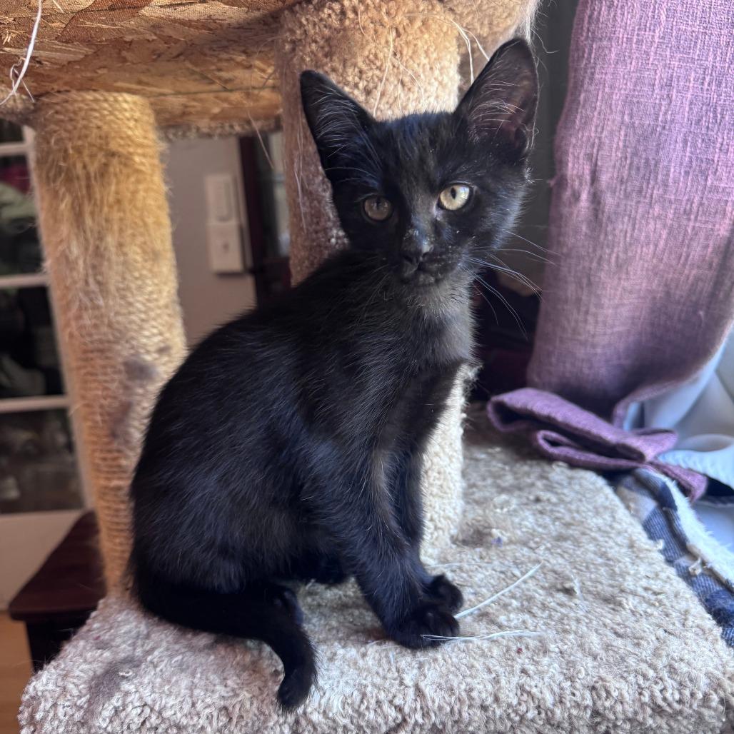 Neptune, Adoptable, Kitten Male Domestic Short Hair.