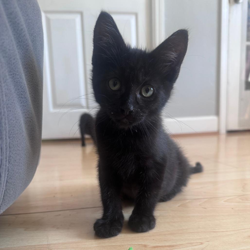 Enlarge Neptune, a Adoptable Domestic Short Hair in Santa Rosa, CA image 2/3