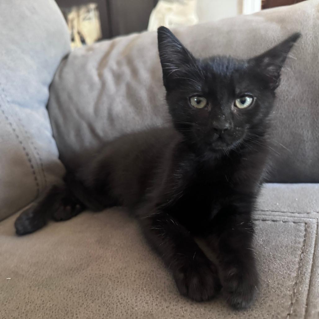 Enlarge Neptune, a Adoptable Domestic Short Hair in Santa Rosa, CA image 3/3