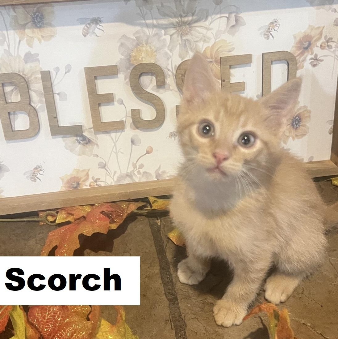 Scorch Ehlers, Adoptable, Kitten Male Domestic Short Hair & Tabby.