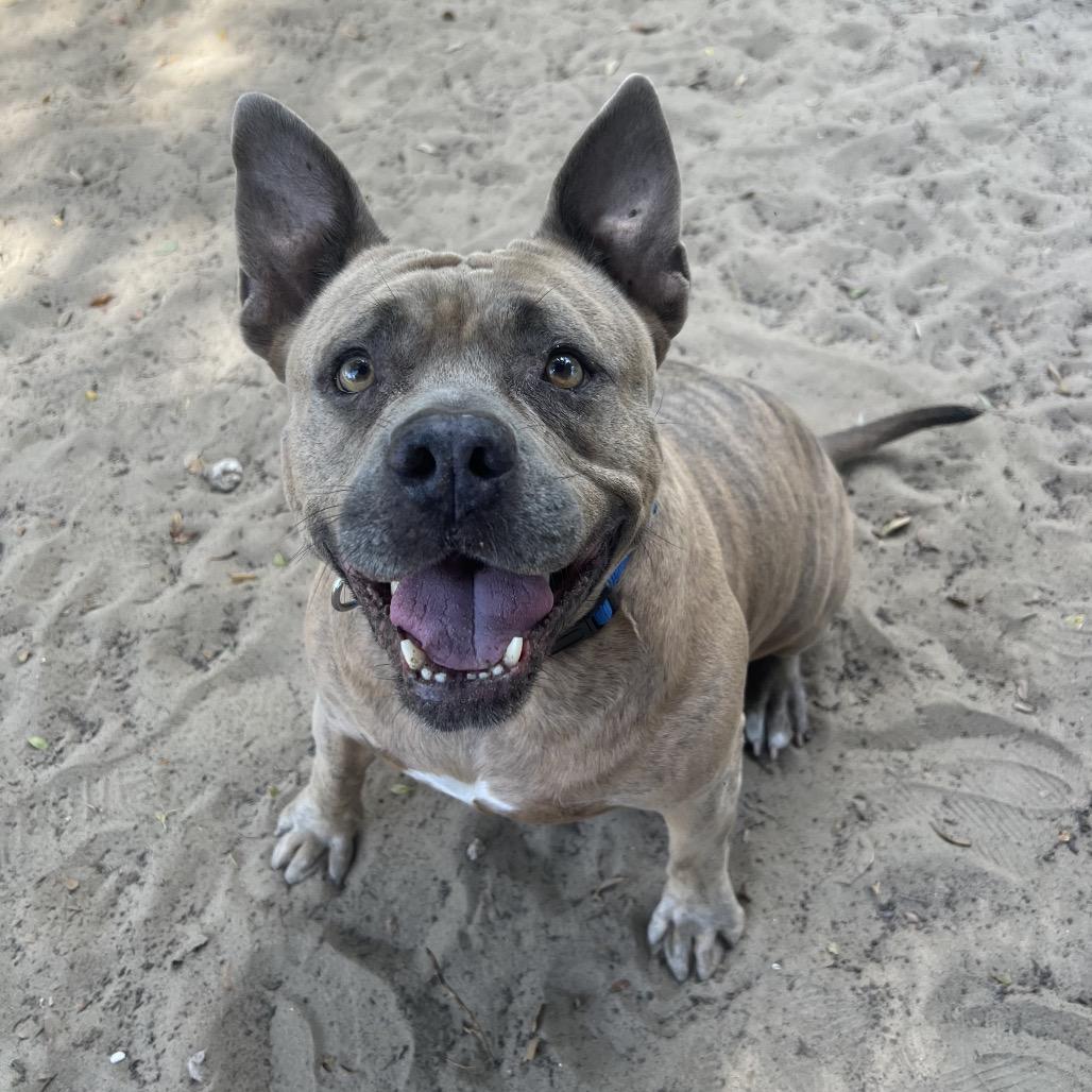 Enlarge Big Mama, a Adoptable Mixed Breed in Clearwater, FL image 6/6