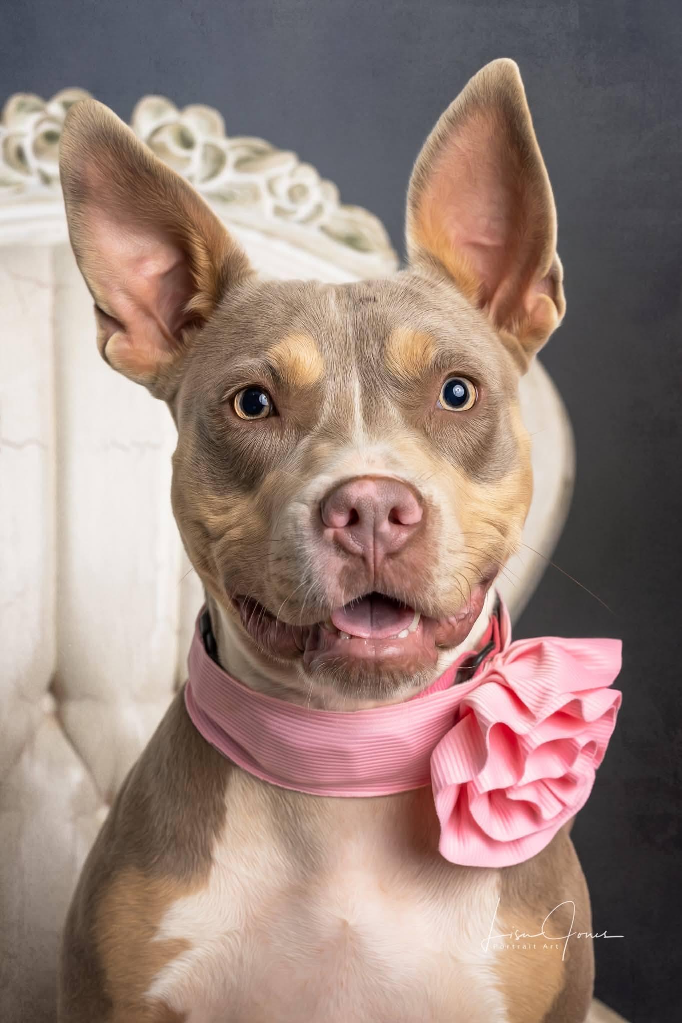 Suki (aka Ducki), Adoptable, Young Female Staffordshire Bull Terrier.