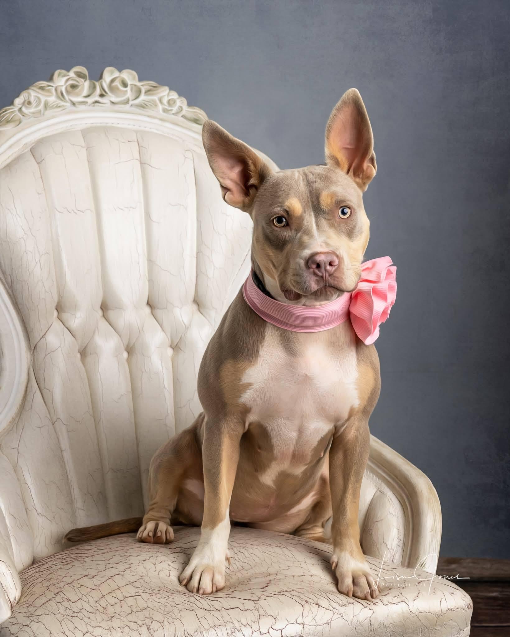 Suki (aka Ducki), a Adoptable mixed breed in Cullman, AL image 2/2