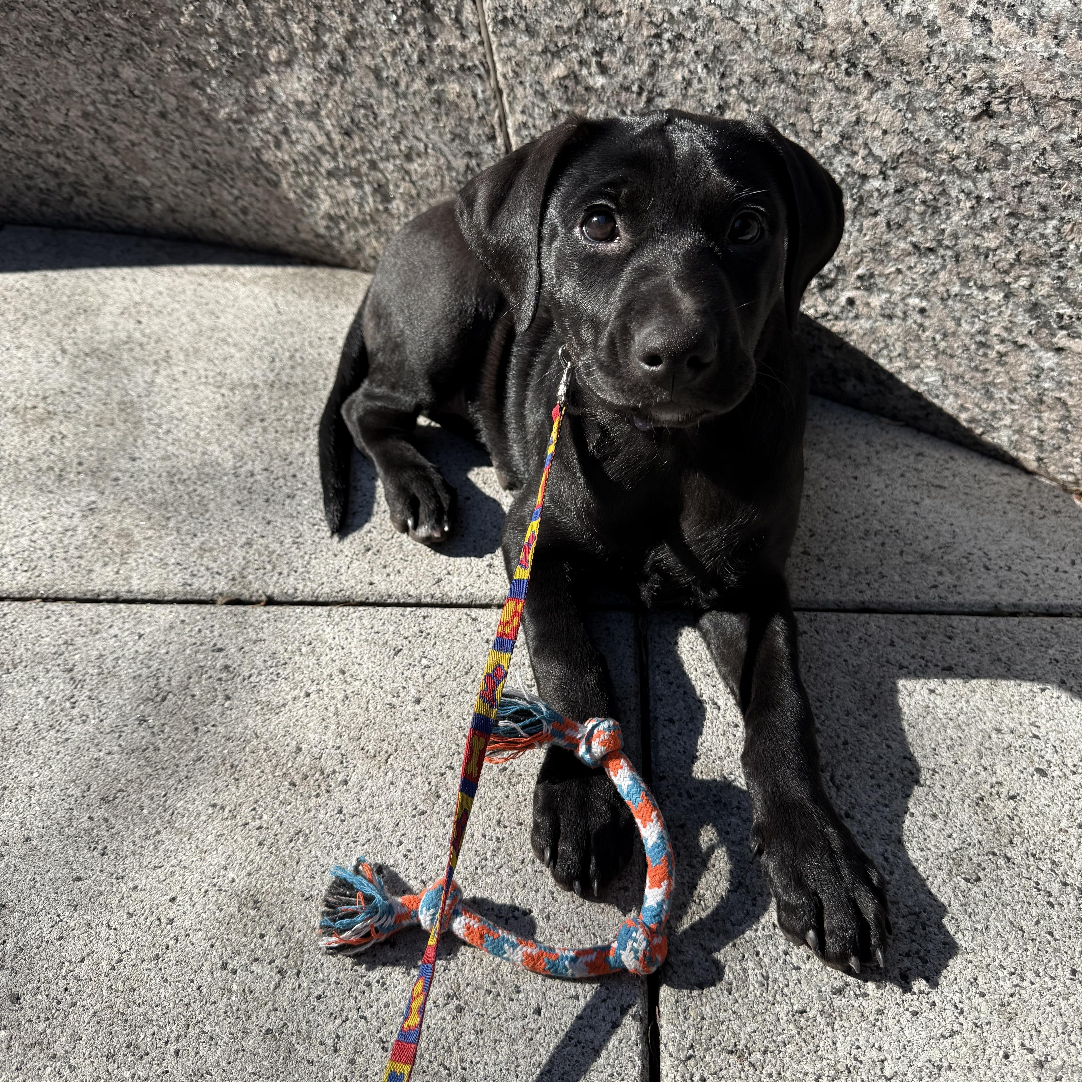 Faith, an adopted mixed breed in New York , NY image 5/6