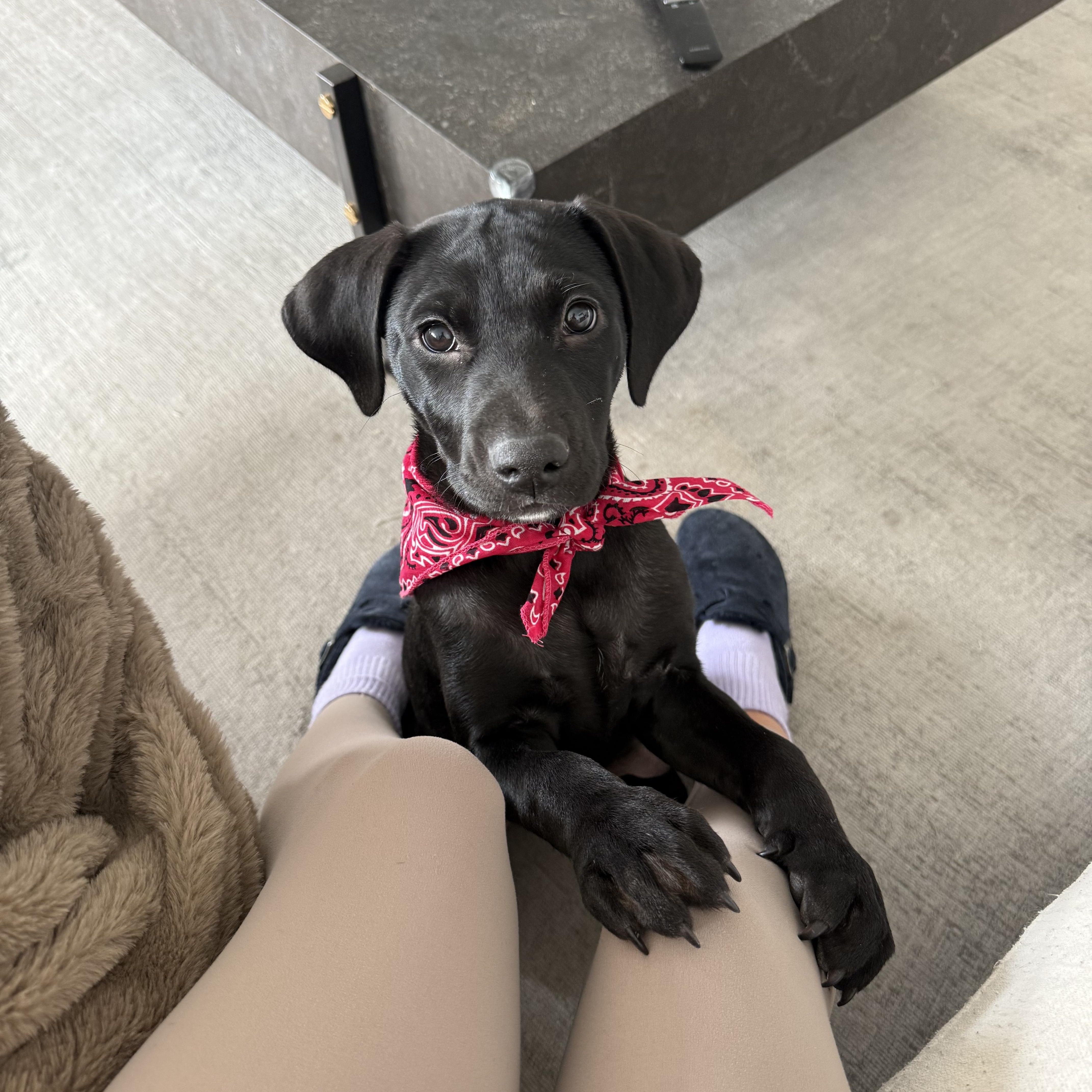 Faith, adopted, Puppy Female Black Labrador Retriever.