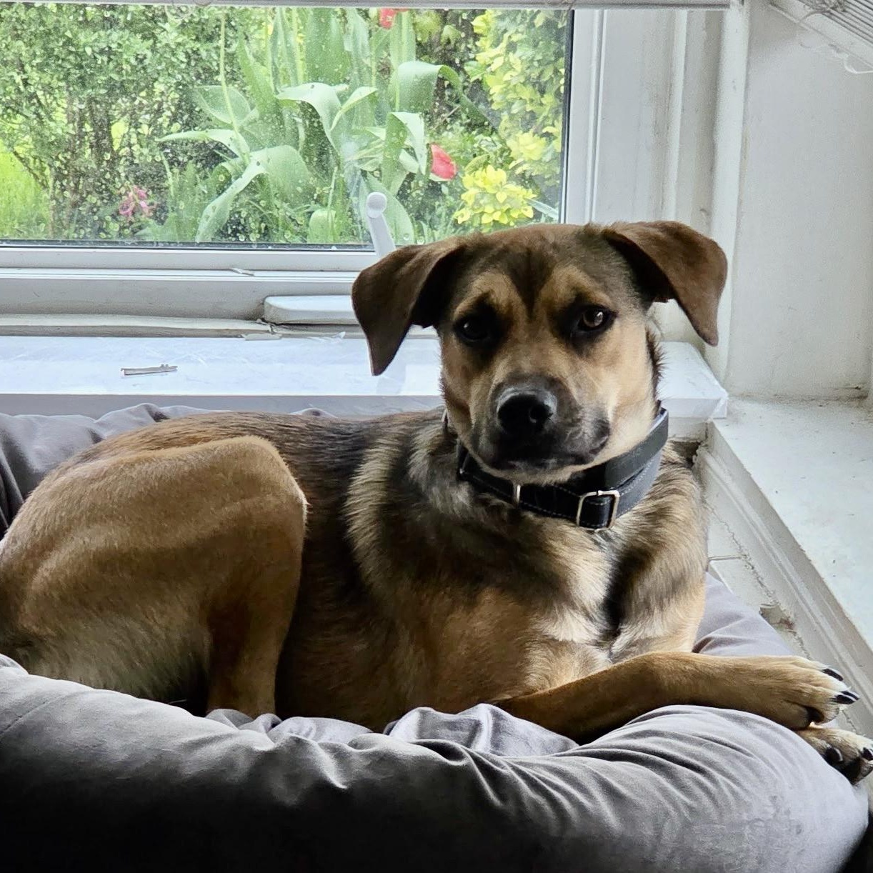 Enlarge Sloop, an adopted mixed breed in Toronto, ON image 3/4