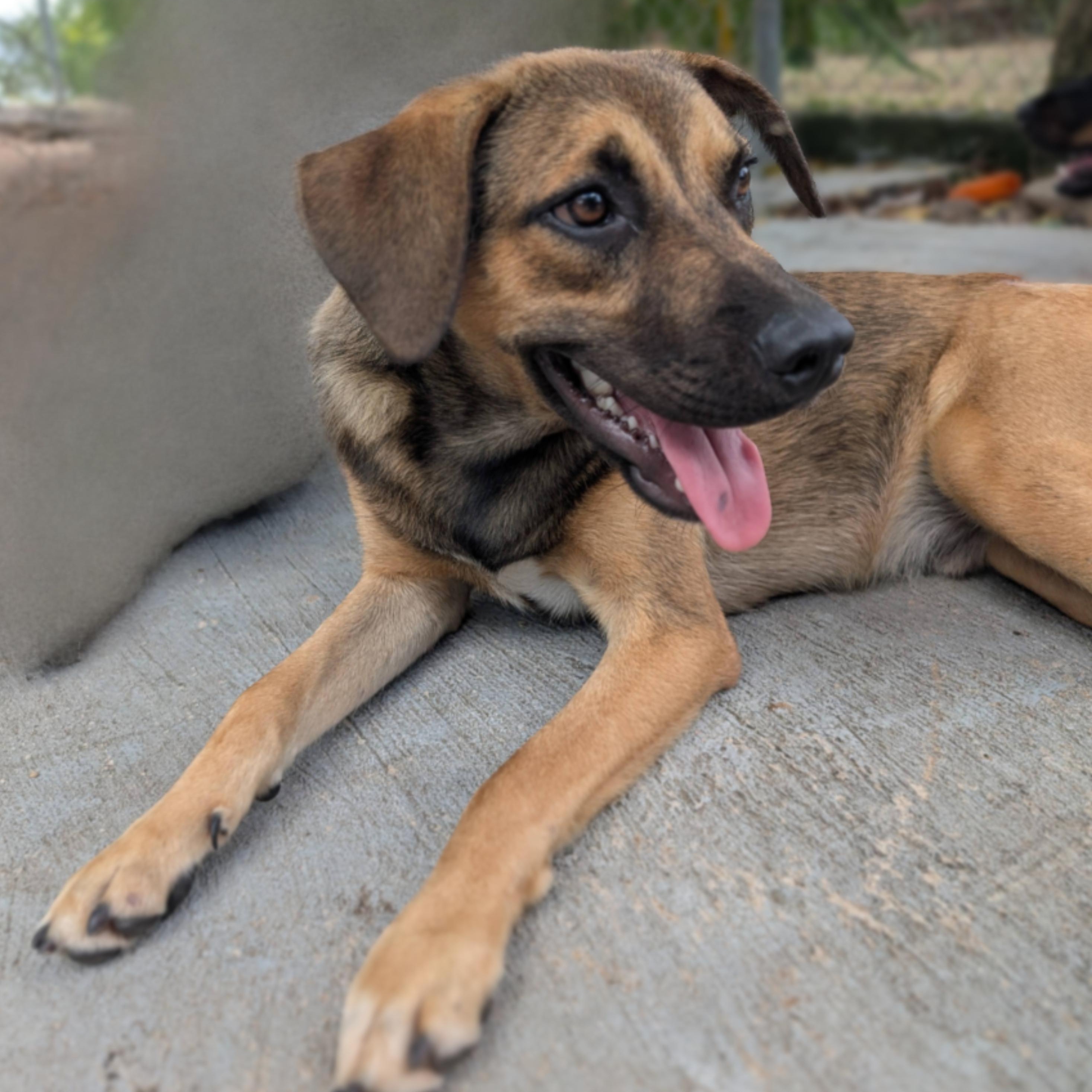 Enlarge Sloop, an adopted mixed breed in Toronto, ON image 4/4