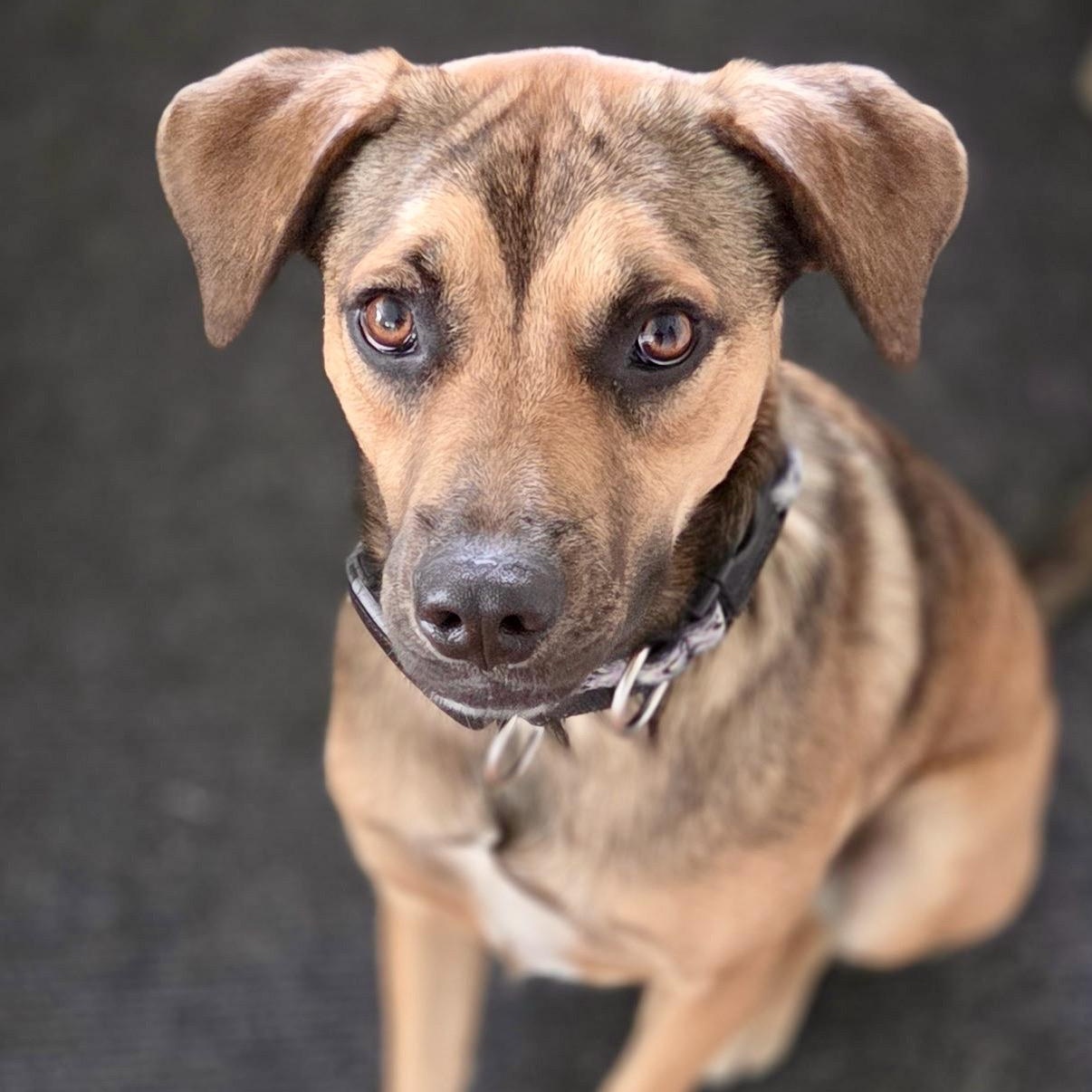Sloop, adopted, Young Male Mixed Breed.