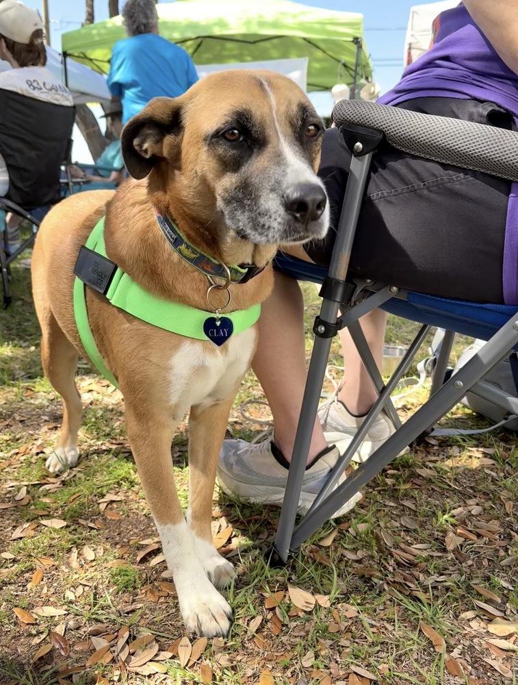 Enlarge Clay, a Adoptable mixed breed in Brookshire, TX image 1/6