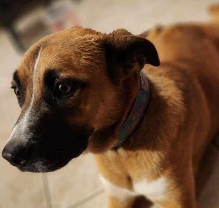 Clay, Adoptable, Young Female Shepherd.