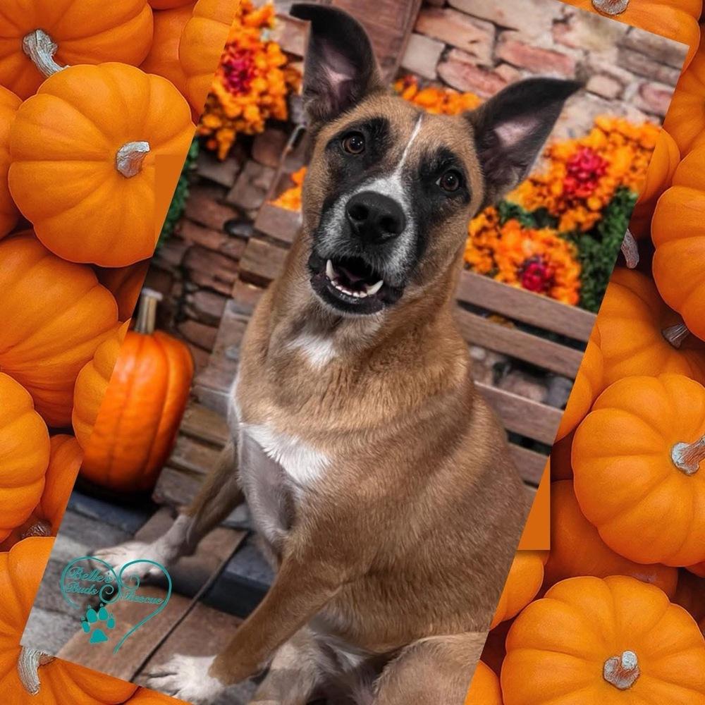 Clay, a Adoptable mixed breed in Brookshire, TX image 2/4