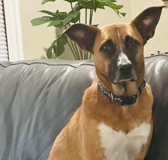 Clay, a Adoptable mixed breed in Brookshire, TX image 3/4