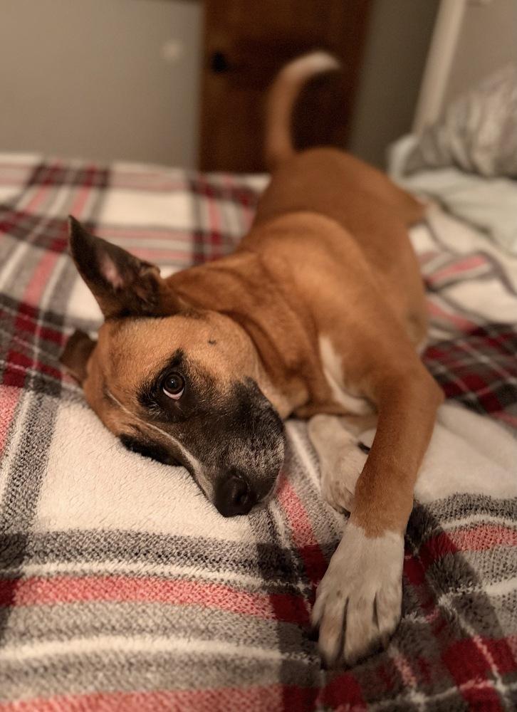 Enlarge Clay, a Adoptable mixed breed in Brookshire, TX image 4/6